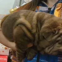 Chocolate dilute Girl, a female Chinese Shar-Pei for sale in West Palm Beach, FL – Photo 7 of 10