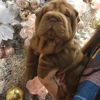 Chocolate dilute Girl, a female Chinese Shar-Pei for sale in West Palm Beach, FL – Photo 9 of 10