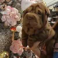 Chocolate dilute Girl, a female Chinese Shar-Pei for sale in West Palm Beach, FL – Photo 5 of 10