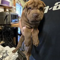 Chocolate dilute boy, a male Chinese Shar-Pei for sale in West Palm Beach, FL – Photo 6 of 8