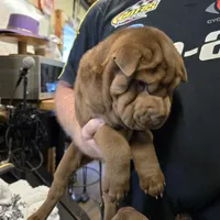 Chocolate dilute boy, a male Chinese Shar-Pei for sale in West Palm Beach, FL – Photo 2 of 8