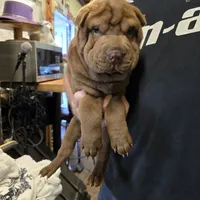 Chocolate dilute boy, a male Chinese Shar-Pei for sale in West Palm Beach, FL – Photo 8 of 8