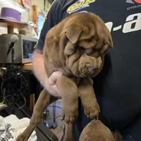 Chocolate dilute boy, a male Chinese Shar-Pei for sale in West Palm Beach, FL – Photo 3 of 8