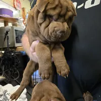 Chocolate dilute boy, a male Chinese Shar-Pei for sale in West Palm Beach, FL – Photo 4 of 8