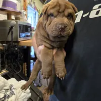 Chocolate dilute boy, a male Chinese Shar-Pei for sale in West Palm Beach, FL – Photo 1 of 8