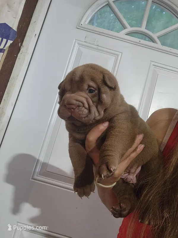 Chocolate dilute boy  – Chinese Shar-Pei puppy for sale in Atlanta, GA