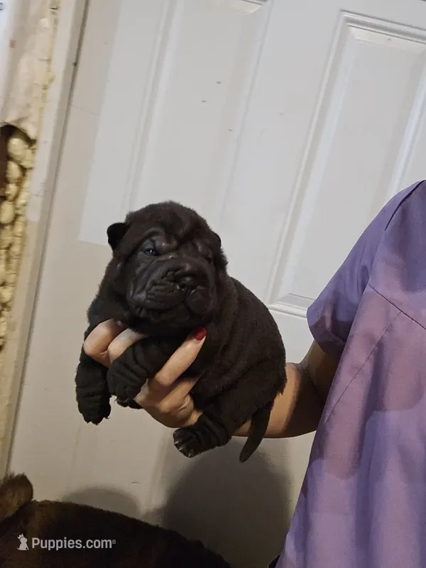 Satin black female  – Chinese Shar-Pei puppy for sale in Atlanta, GA