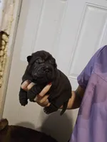 Satin black female , a female Chinese Shar-Pei for sale in Atlanta, GA – 1 of 10