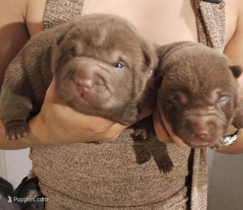 Chocolate dilute girl and boy – Chinese Shar-Pei puppy for sale in Atlanta, GA