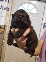 Satin black female , a female Chinese Shar-Pei for sale in Atlanta, GA – 3 of 10