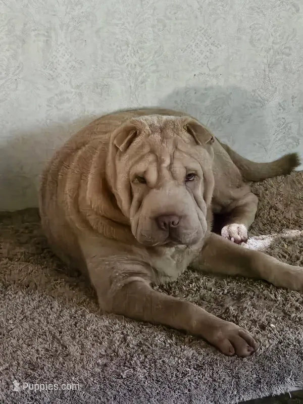 Albino champagne girl – Chinese Shar-Pei puppy for sale in Atlanta, GA