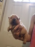 Apricot girl dark nose, a female Chinese Shar-Pei for sale in Atlanta, GA – 4 of 10