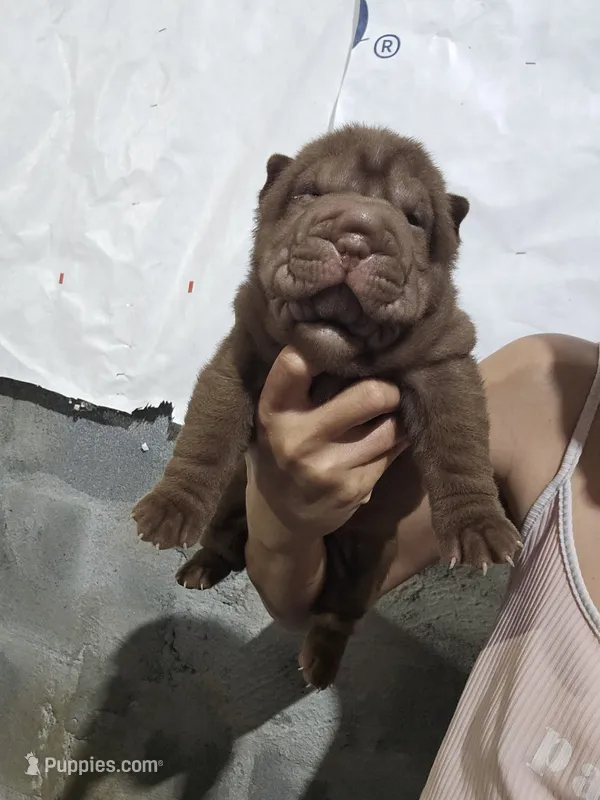 Chocolate dilute girl  – Chinese Shar-Pei puppy for sale in Atlanta, GA