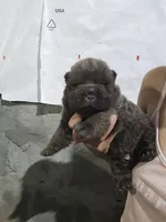Bear coat blue girl, a female Chinese Shar-Pei for sale in Atlanta, GA – 2 of 10