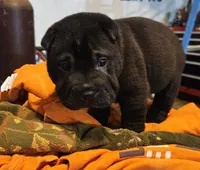 Satin black boy , a male Chinese Shar-Pei for sale in Atlanta, GA – 6 of 10