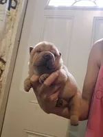 Apricot girl dark nose, a female Chinese Shar-Pei for sale in Atlanta, GA – 5 of 10