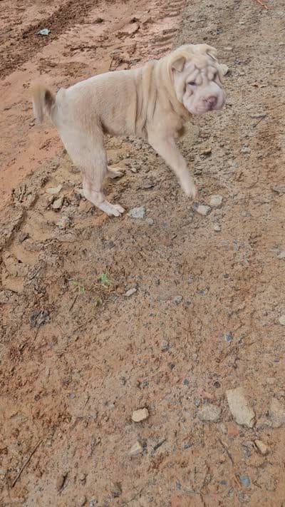 Albino champagne girl, a female Chinese Shar-Pei for sale in Atlanta, GA – 10 of 10