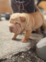 processed/f857a35f-a2db-4894-9609-5e60acbea6d5/listing/fe701724-c7fc-4750-95ae-0fba6a31f158/4b48205b-6544-4689-9a48-d90d150199b3