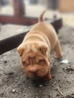 processed/f857a35f-a2db-4894-9609-5e60acbea6d5/listing/fe701724-c7fc-4750-95ae-0fba6a31f158/4ed0433f-3e68-41a2-b863-effdf7a8ab02