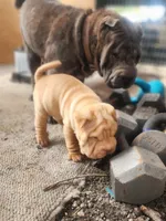 processed/f857a35f-a2db-4894-9609-5e60acbea6d5/listing/fe701724-c7fc-4750-95ae-0fba6a31f158/869cecf2-beac-4f12-92f6-3eaea0e7637b