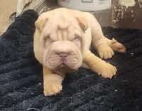 processed/f857a35f-a2db-4894-9609-5e60acbea6d5/listing/fe701724-c7fc-4750-95ae-0fba6a31f158/93aea2cc-e7db-4c25-a1af-dc7bd43651dc