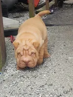 processed/f857a35f-a2db-4894-9609-5e60acbea6d5/listing/fe701724-c7fc-4750-95ae-0fba6a31f158/9b716080-6015-4166-b019-ad6e74a9a585