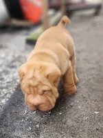 processed/f857a35f-a2db-4894-9609-5e60acbea6d5/listing/fe701724-c7fc-4750-95ae-0fba6a31f158/a0d52eb5-5367-46b6-9b9c-91d3d39f3f45