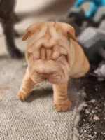 processed/f857a35f-a2db-4894-9609-5e60acbea6d5/listing/fe701724-c7fc-4750-95ae-0fba6a31f158/ae3a095f-9f14-4ab4-a5a5-2db7c34635bf