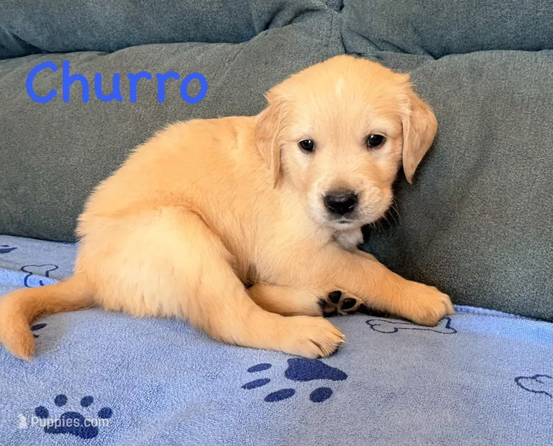 Magnolia Madison Goldens – Golden Retriever puppy for sale in Elizabethtown, KY