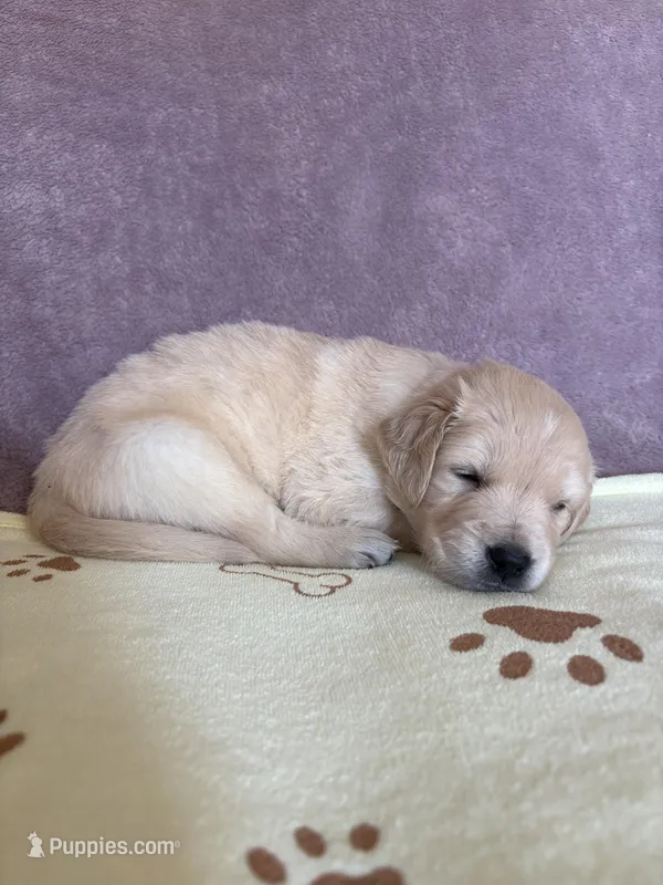 Magnolia Madison Goldens, a male Golden Retriever for sale in Elizabethtown, KY – Photo 1 of 1