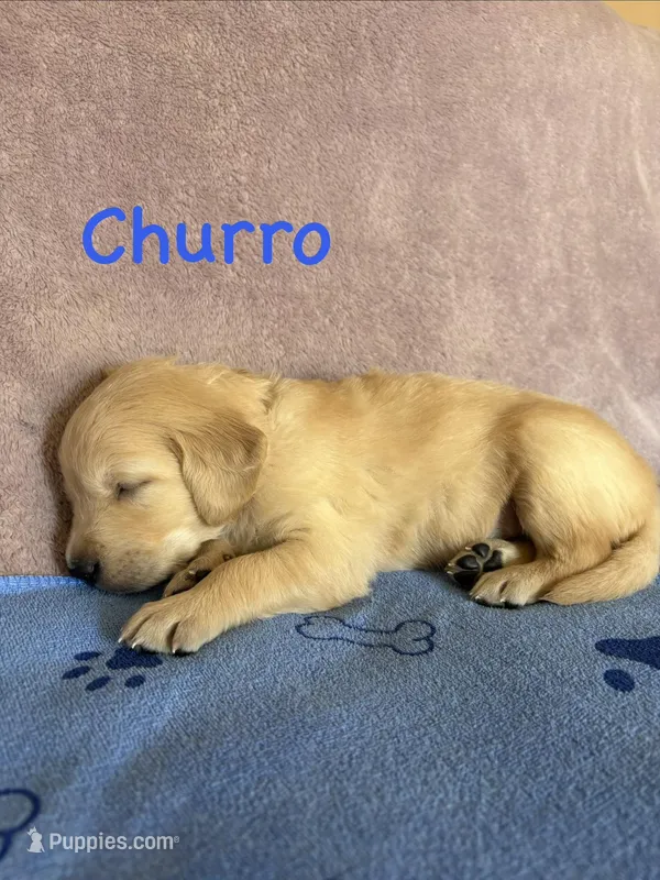 Magnolia Madison Goldens – Golden Retriever puppy for sale in Elizabethtown, KY