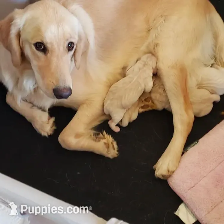 Pink Girl , a female Golden Retriever for sale in Gardendale, AL – Photo 4 of 6