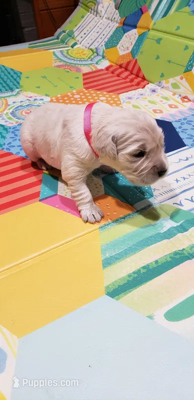 Pink Girl - Deposit Received