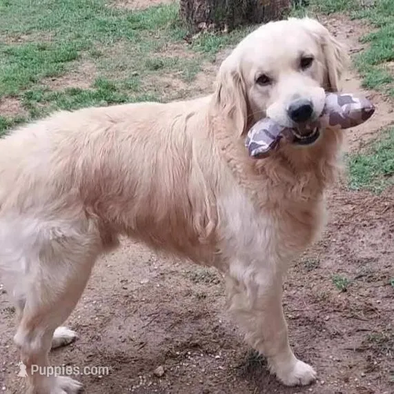 Pink Girl - Deposit Received, a female Golden Retriever for sale in Gardendale, AL – Photo 6 of 6