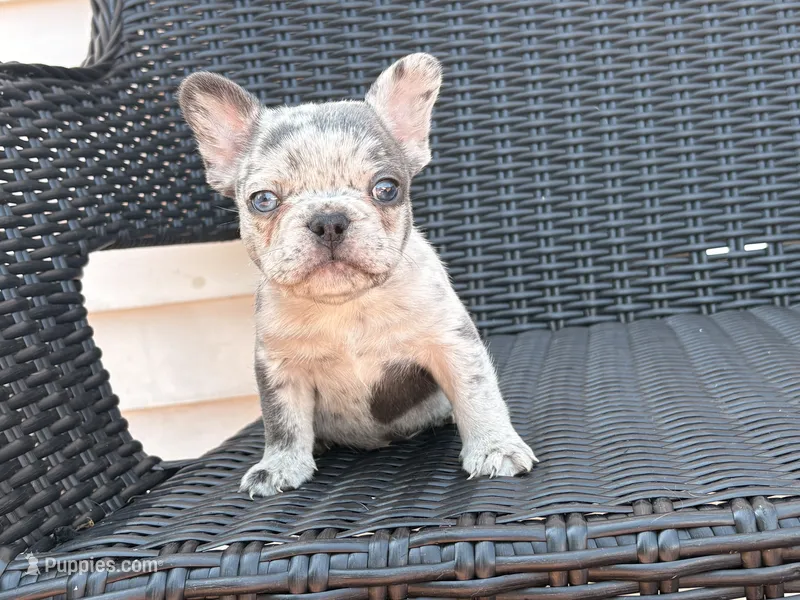 Merle male  – French Bulldog puppy for sale in Union City, NJ
