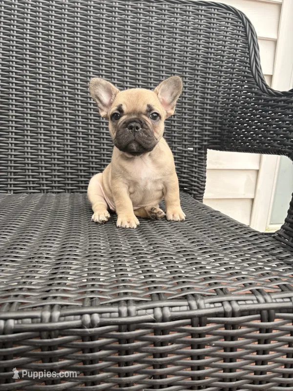 Fawn female – French Bulldog puppy for sale in Union City, NJ