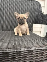Fawn female, a female French Bulldog for sale in Union City, NJ – 1 of 4
