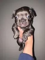 Fluffy male 2, a male French Bulldog for sale in Union City, NJ – 2 of 3