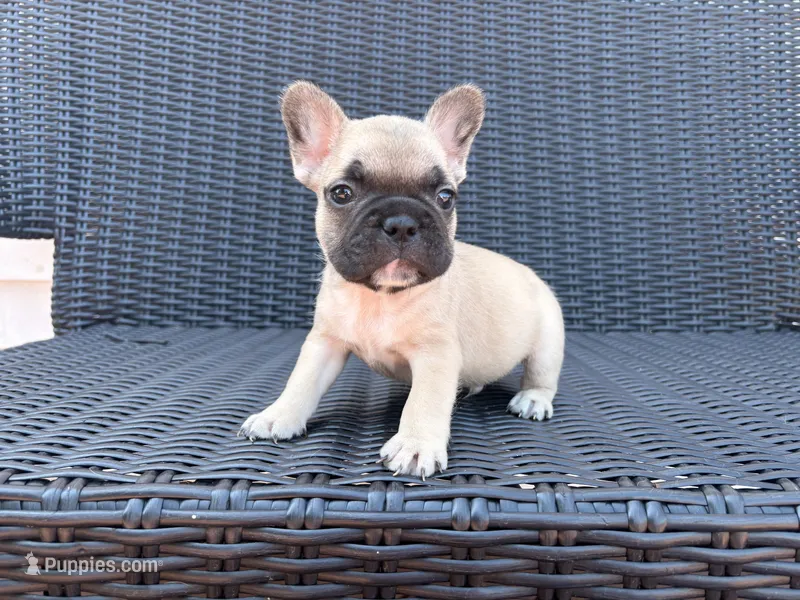 Fawn male  – French Bulldog puppy for sale in Union City, NJ