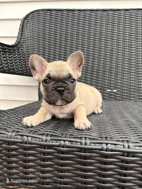 Fawn male – French Bulldog puppy for sale in Union City, NJ