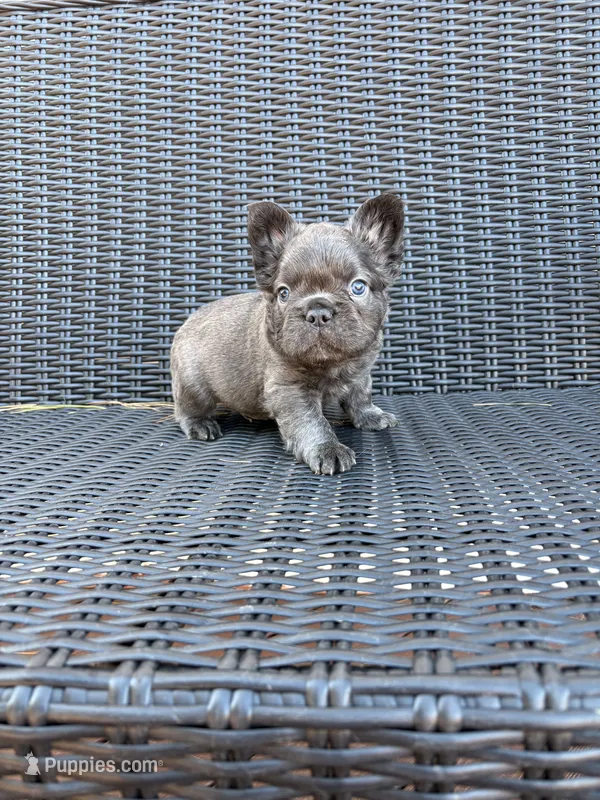 Fluffy male 2 – French Bulldog puppy for sale in Union City, NJ