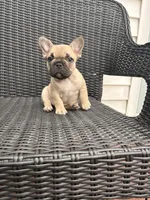 Fawn female, a female French Bulldog for sale in Union City, NJ – 3 of 4