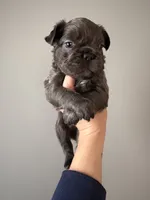Fluffy male 1, a male French Bulldog for sale in Union City, NJ – 2 of 3