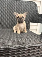 Fawn female, a female French Bulldog for sale in Union City, NJ – 2 of 4