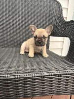 Fawn female, a female French Bulldog for sale in Union City, NJ – 4 of 4
