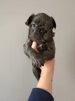 Fluffy male 1, a male French Bulldog for sale in Union City, NJ – 3 of 3
