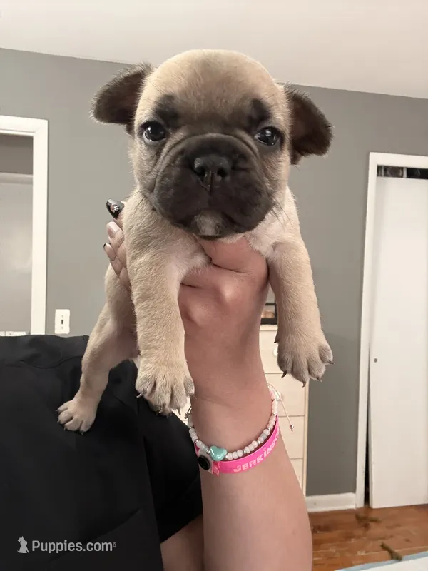 Fawn female  – French Bulldog puppy for sale in Union City, NJ