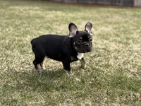 Black and tan, a male French Bulldog for sale in Union City, NJ – Photo 8 of 8