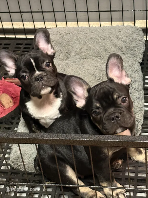 Black and tan, a male French Bulldog for sale in Union City, NJ – Photo 1 of 2