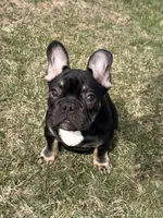 Black and tan, a male French Bulldog for sale in Union City, NJ – Photo 7 of 8